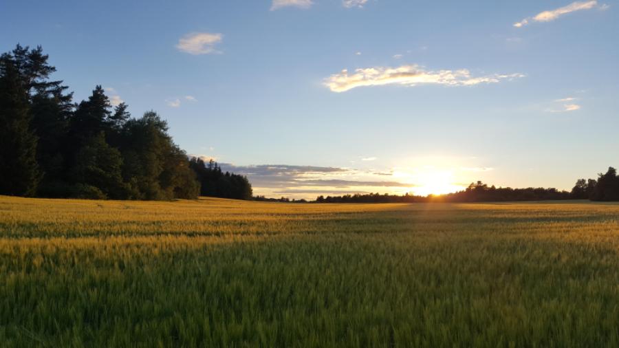 Åkern
